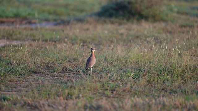 Indian Courser - ML624023924