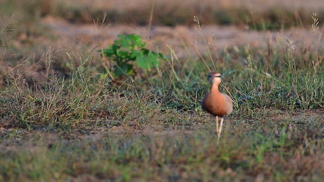 Indian Courser - ML624023925