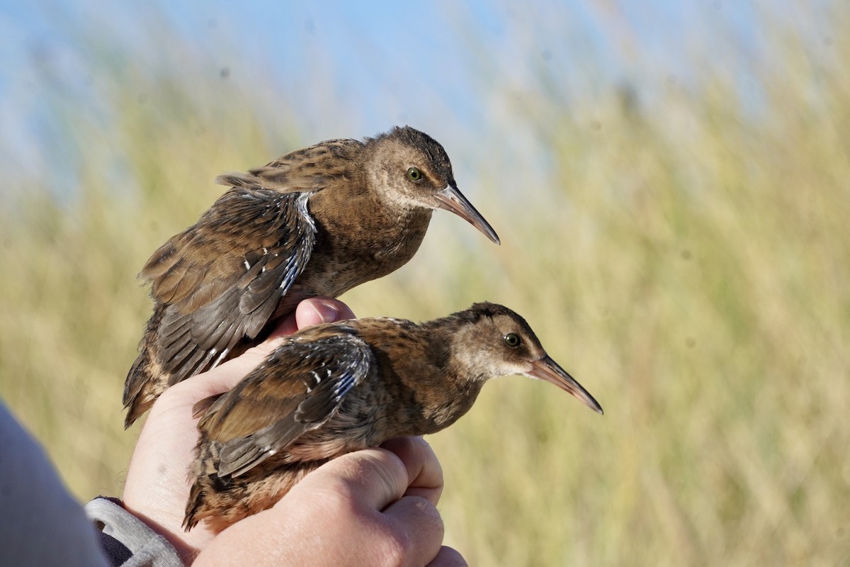 Усны түнжүүр - ML624023932