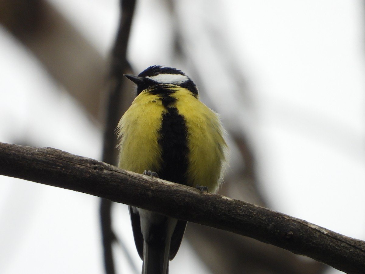 Great Tit - ML624023954