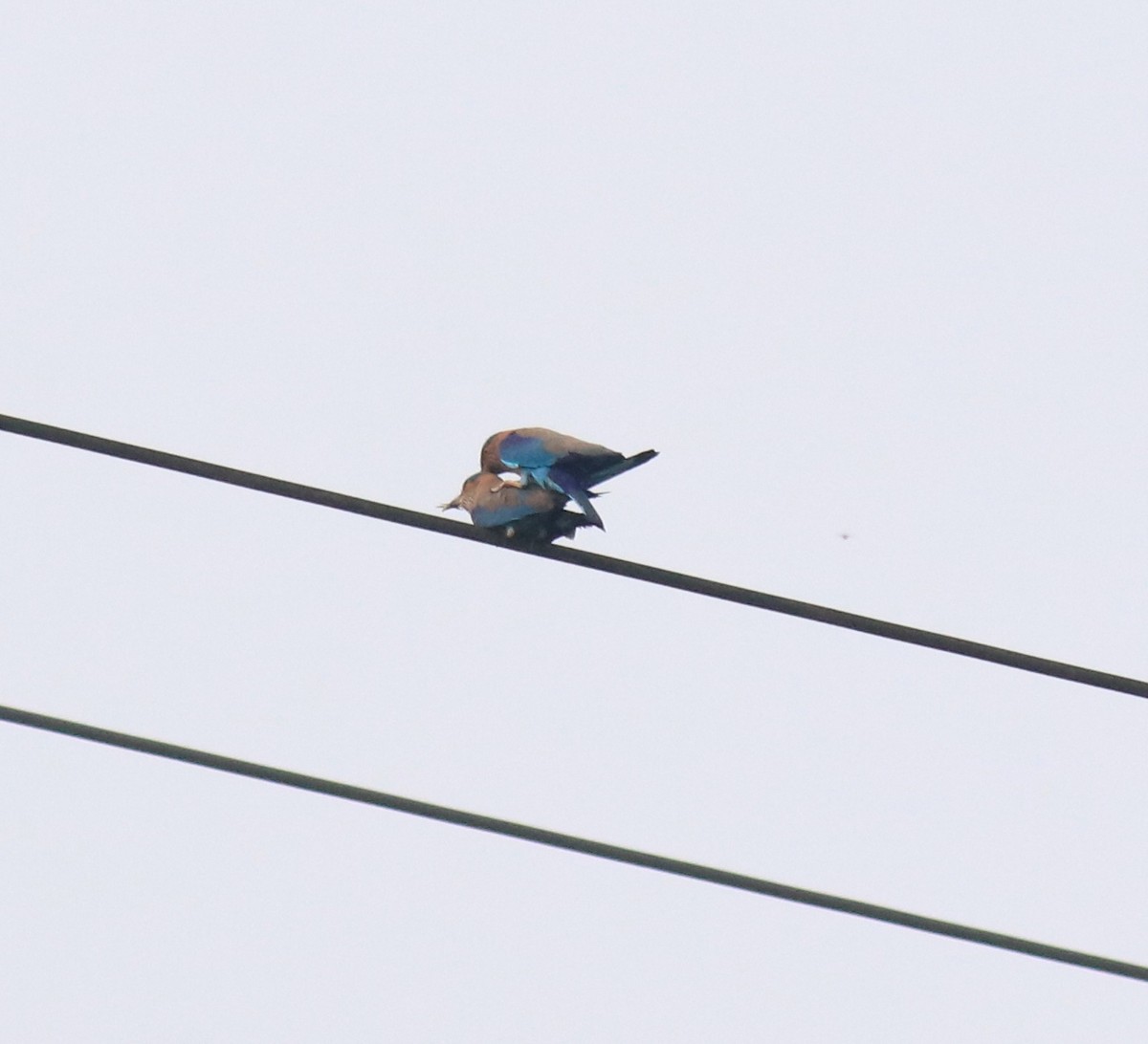 Indian Roller - Afsar Nayakkan