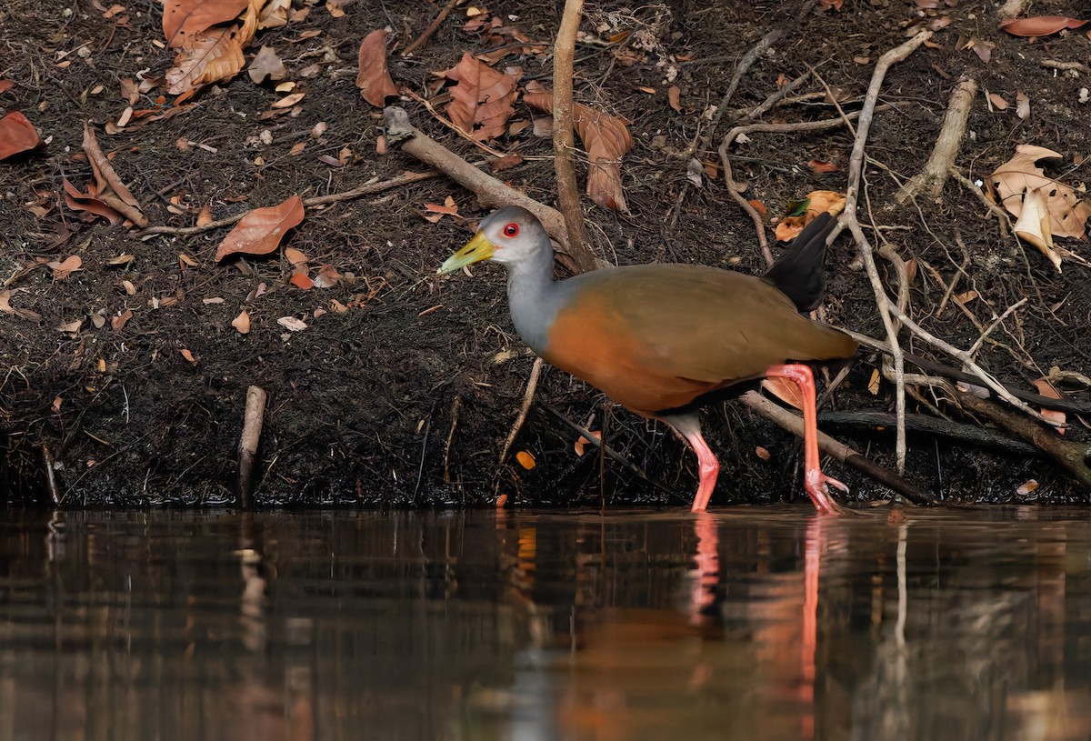 Gray-cowled Wood-Rail - ML624024014