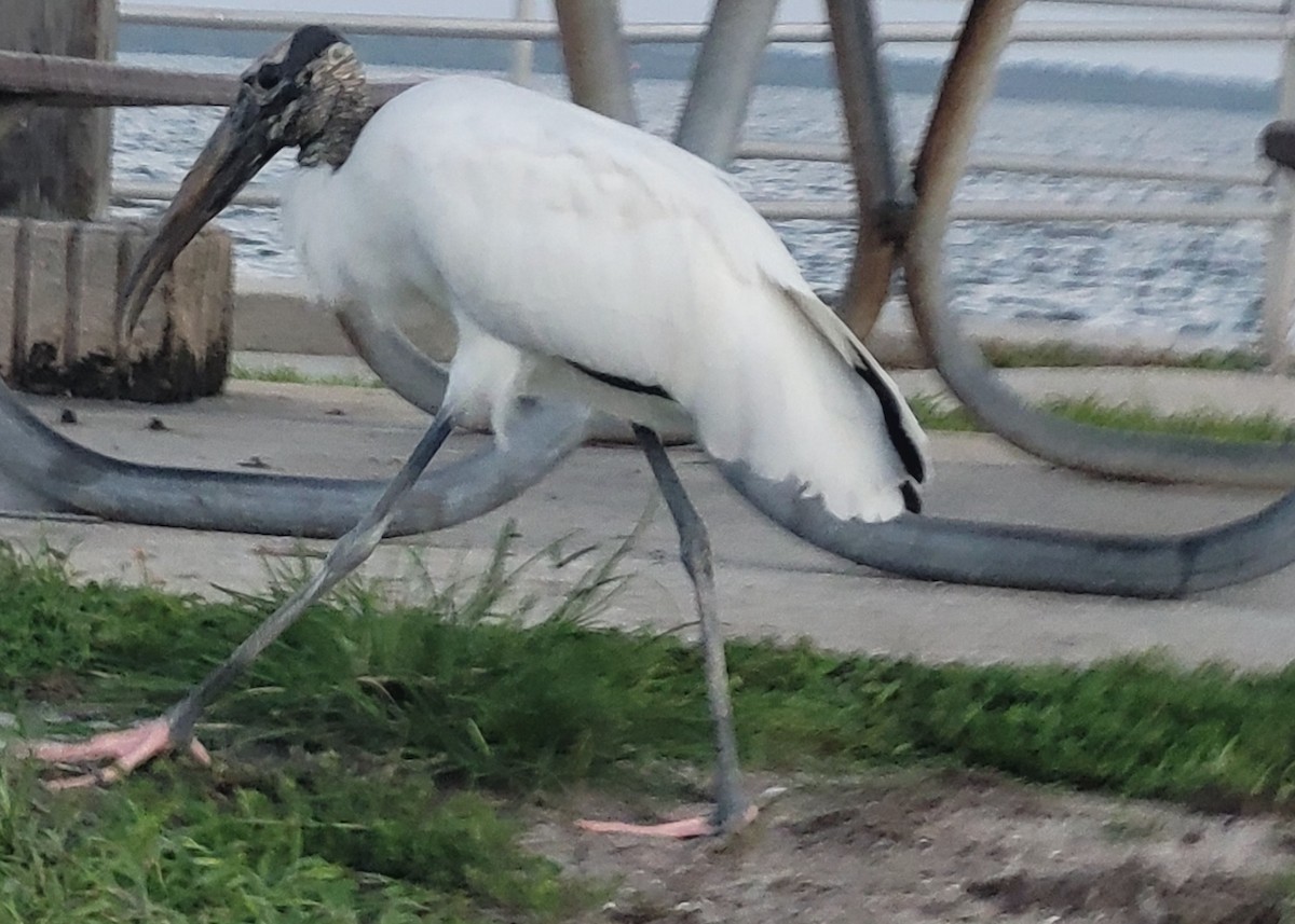 Wood Stork - ML624024022