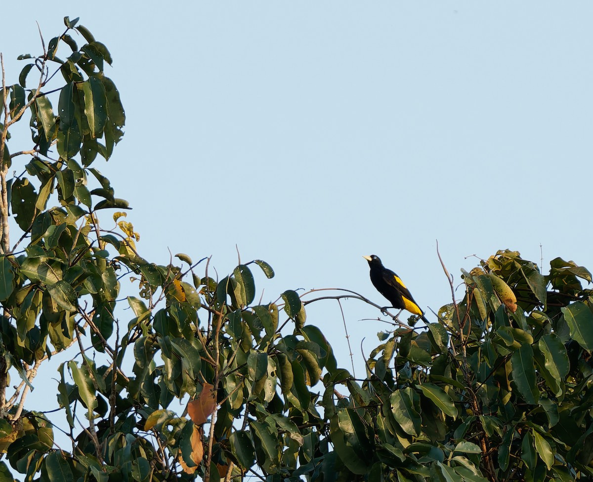 Yellow-rumped Cacique (Amazonian) - ML624024054