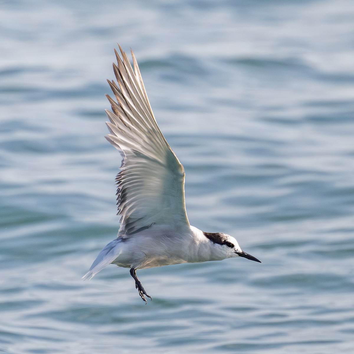 Aleutian Tern - ML624024056