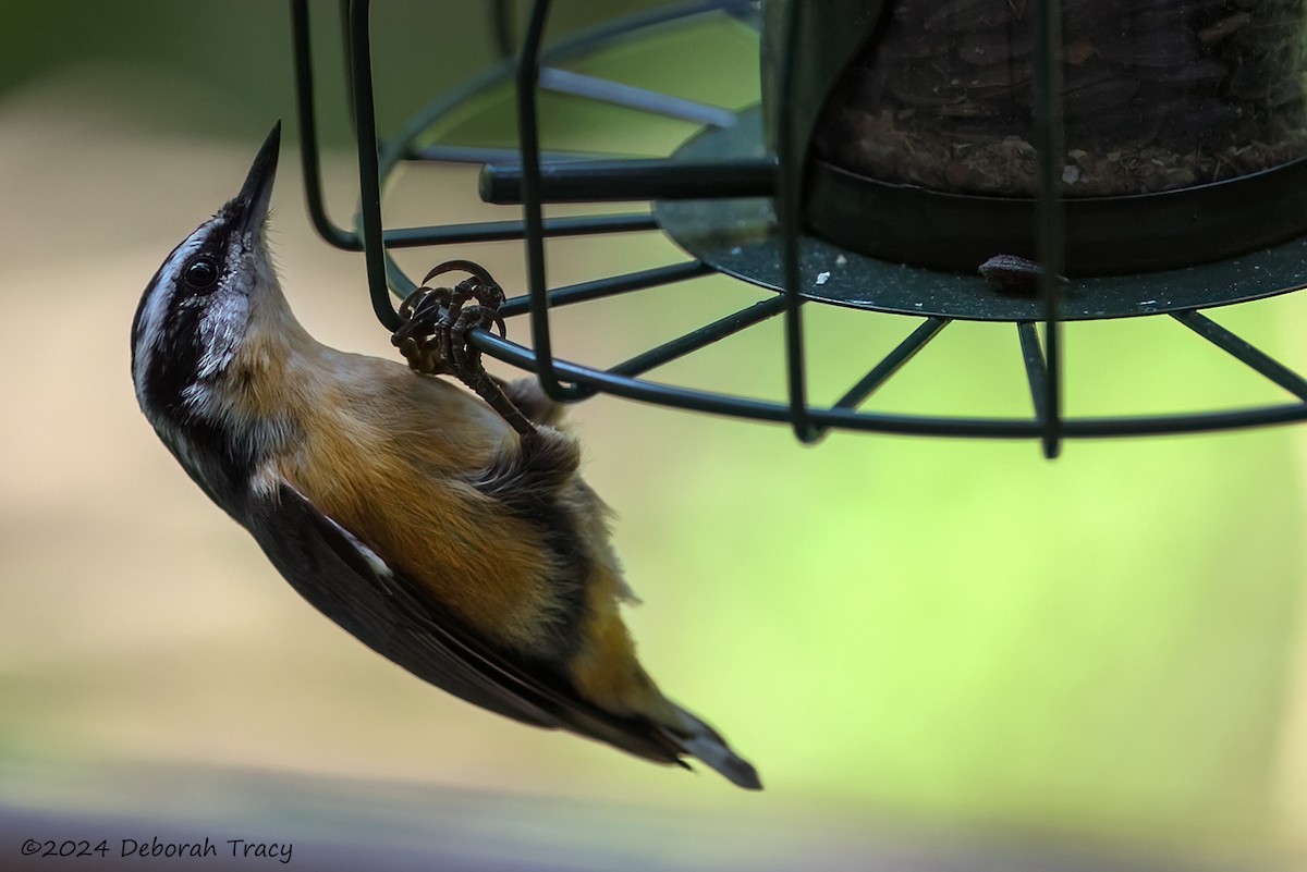 Red-breasted Nuthatch - ML624024060