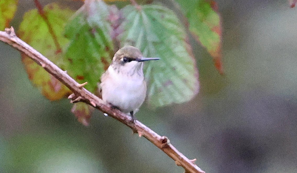 Ruby-throated Hummingbird - ML624024065