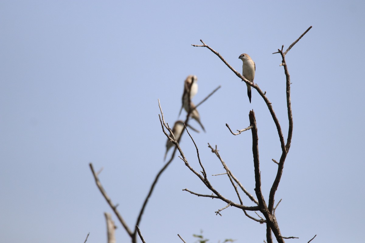 Indian Silverbill - Praveen H N