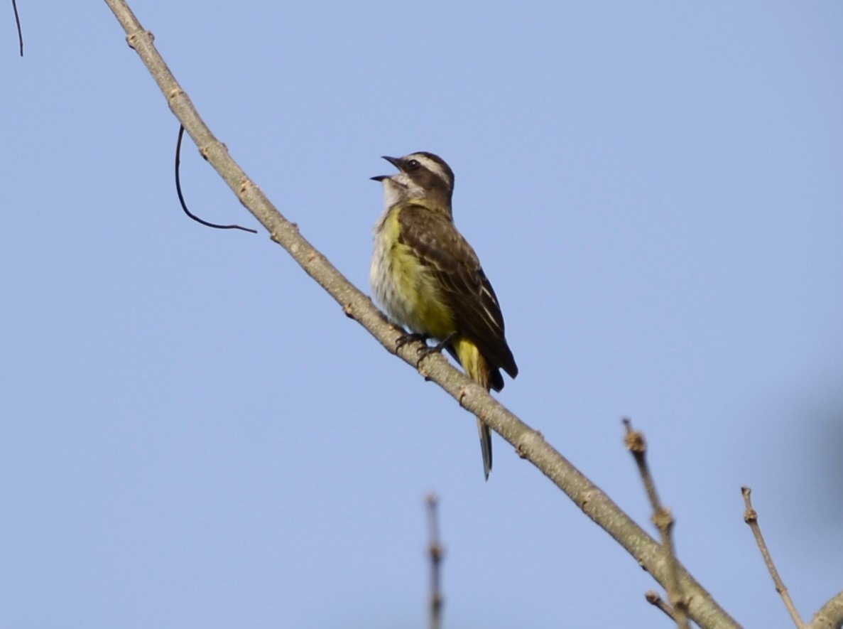 Piratic Flycatcher - ML624024067