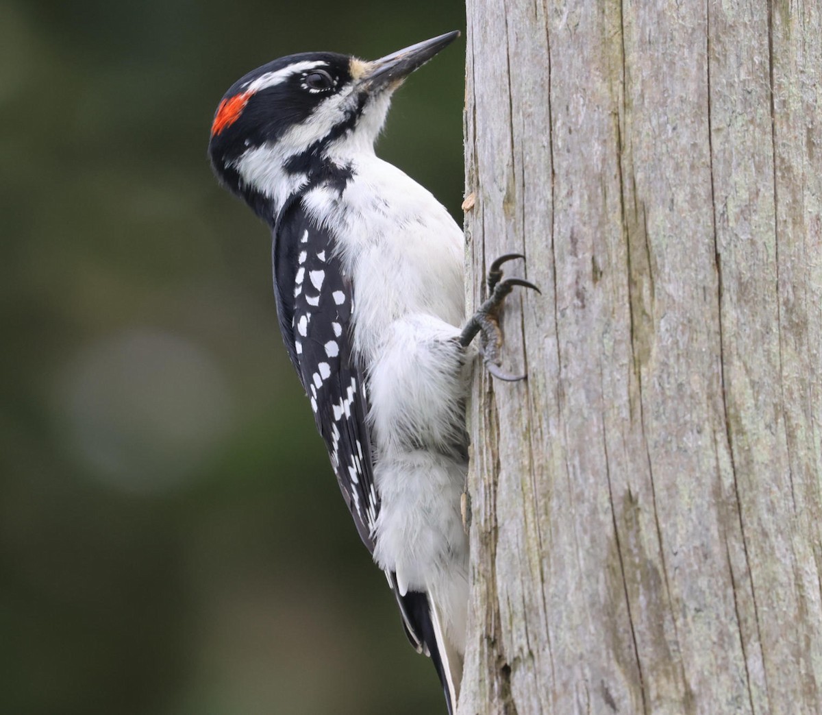 Hairy Woodpecker - ML624024070