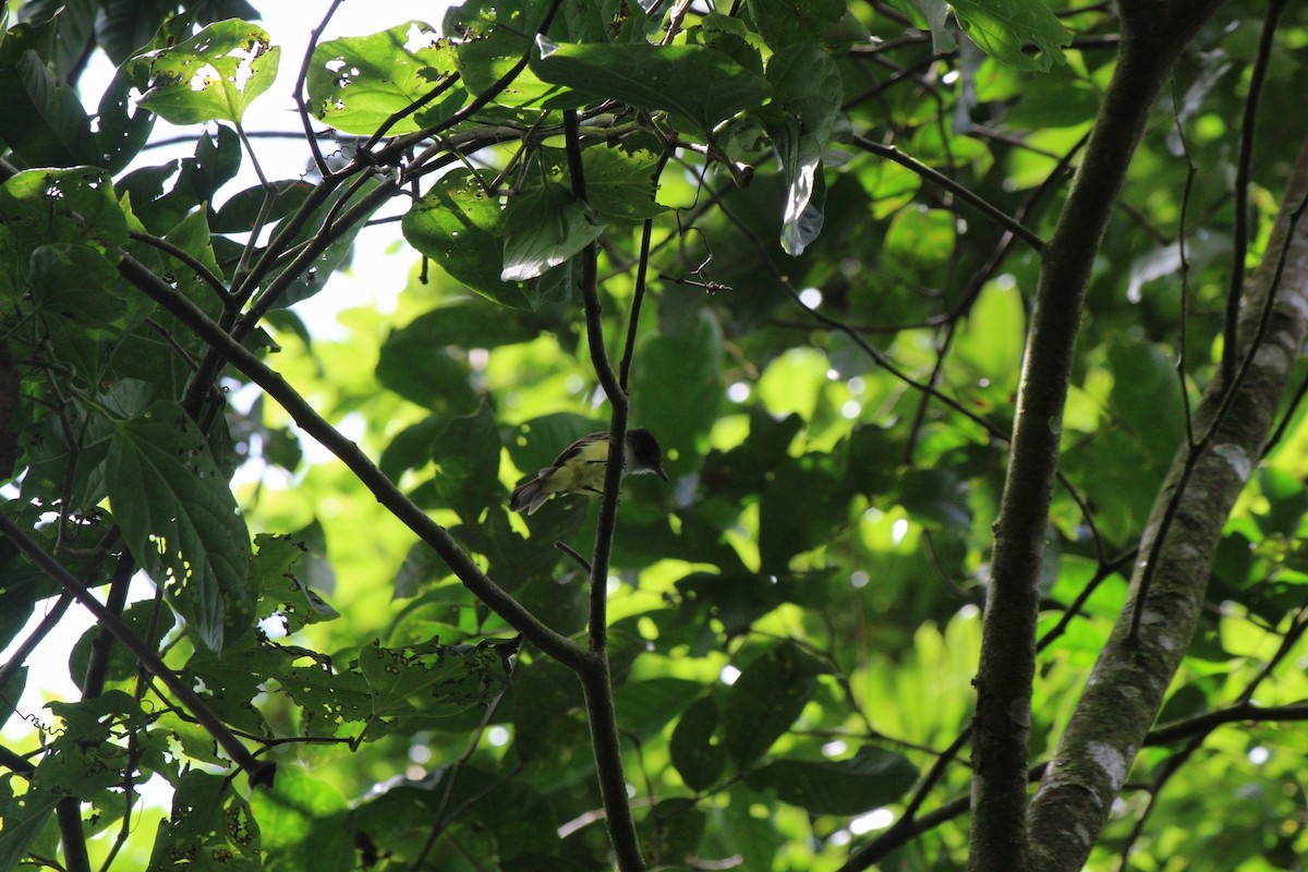 Dusky-capped Flycatcher - ML624024071