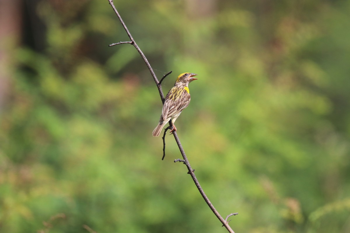 Baya Weaver - ML624024072