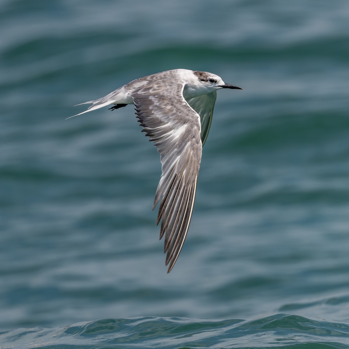 Aleutian Tern - Yifei Zheng