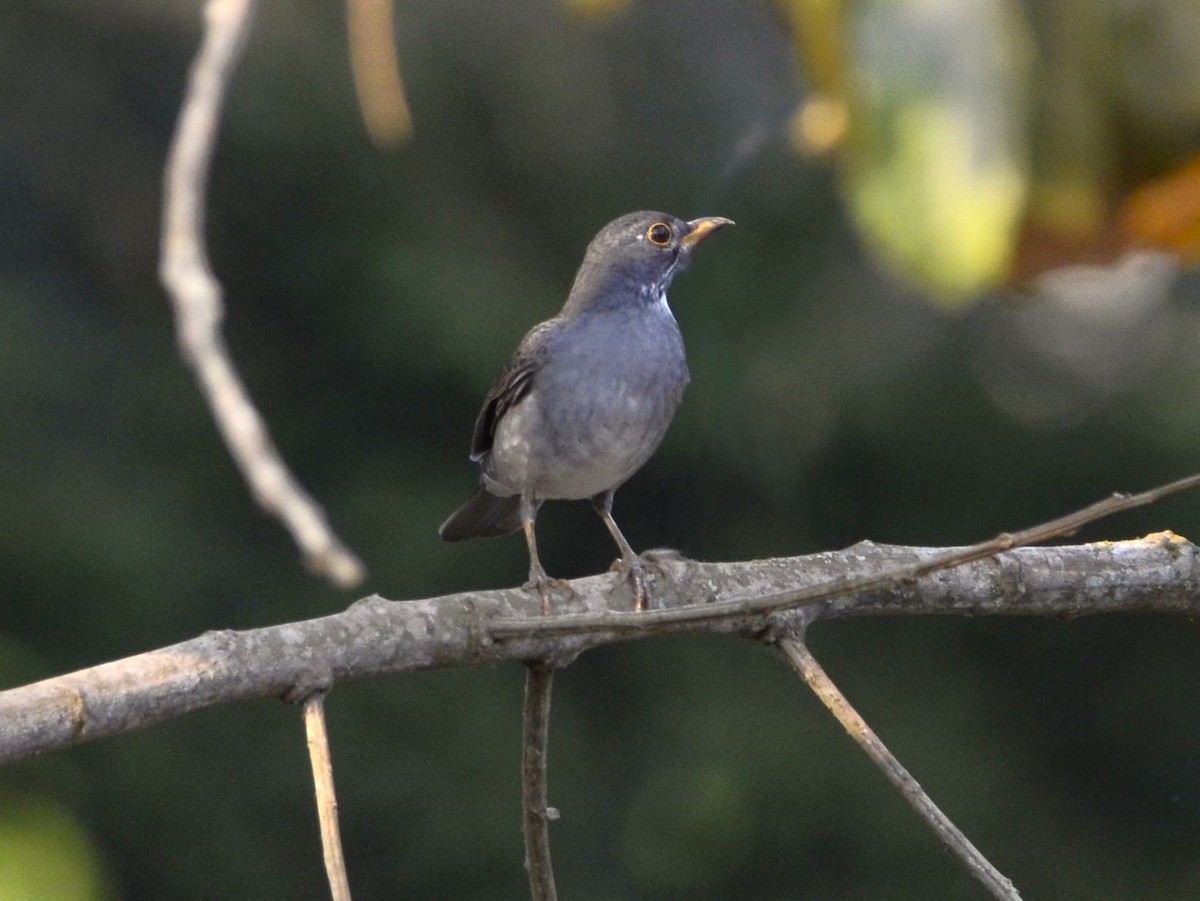 Blacksmith Thrush - ML624024077