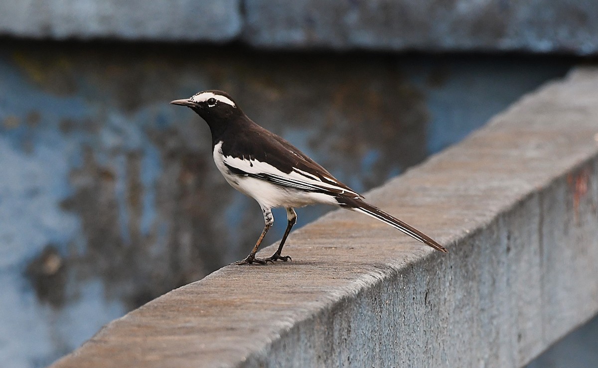 White-browed Wagtail - ML624024078