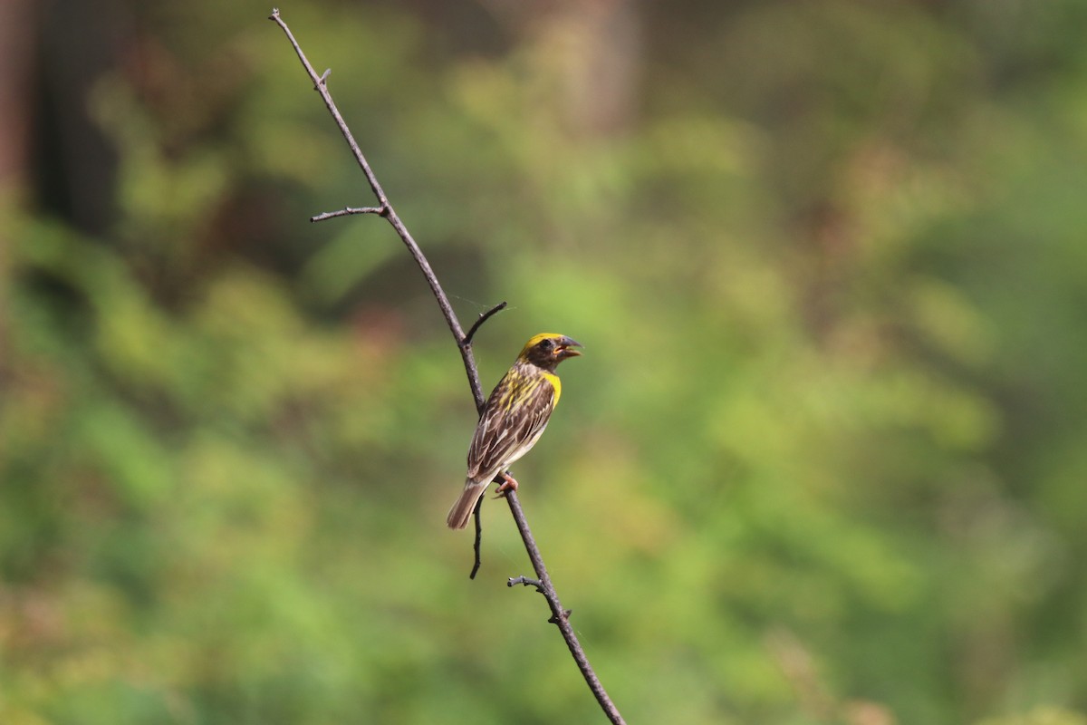 Baya Weaver - ML624024079