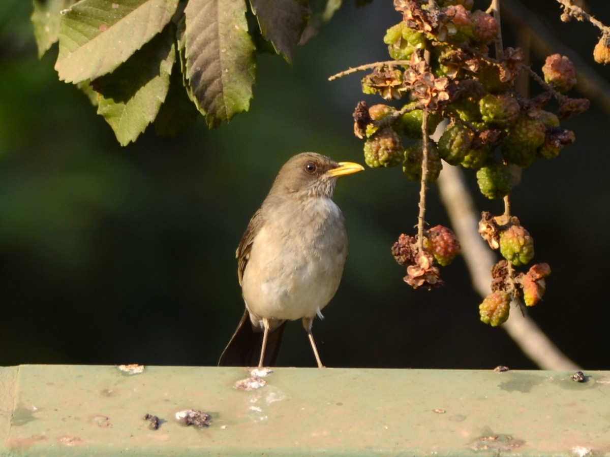 Creamy-bellied Thrush - ML624024080