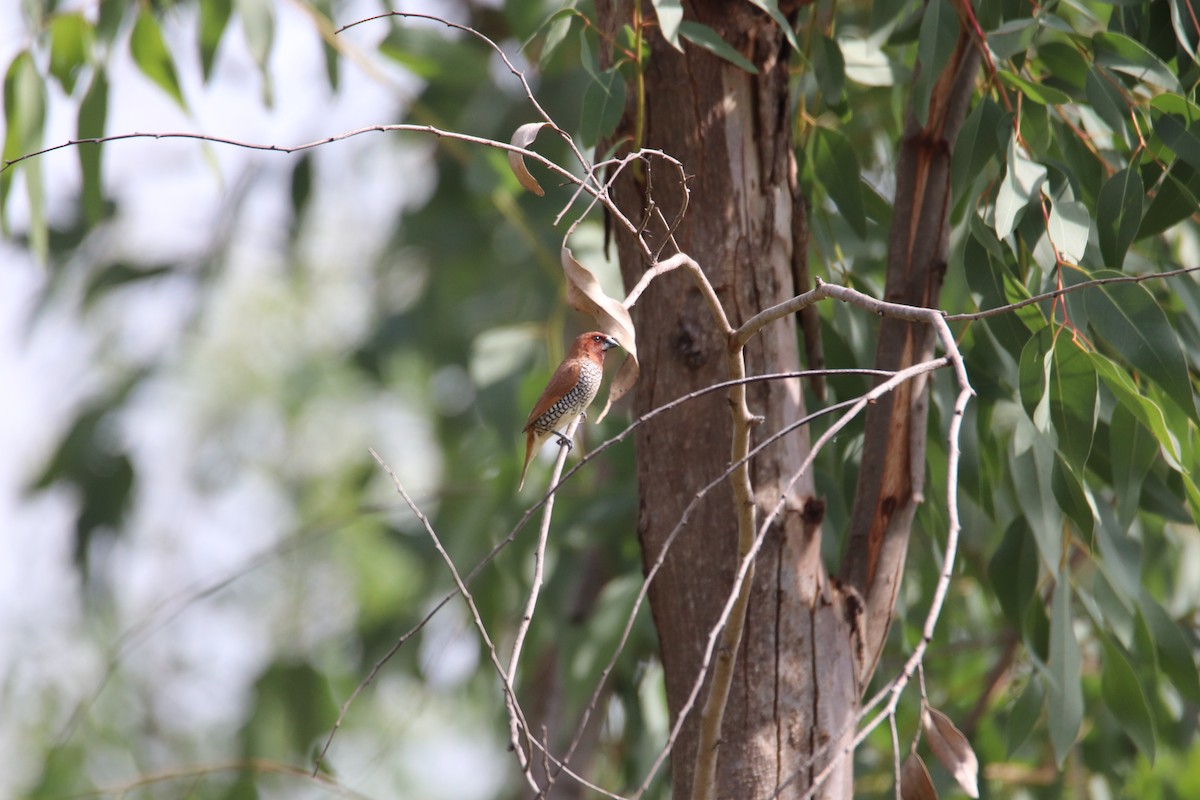 Scaly-breasted Munia - ML624024083