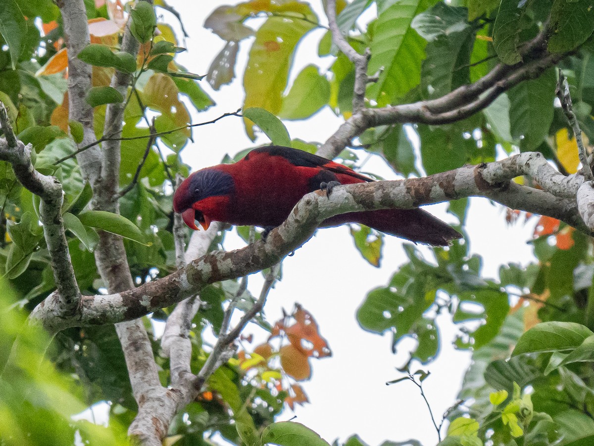 Black-winged Lory - ML624024085