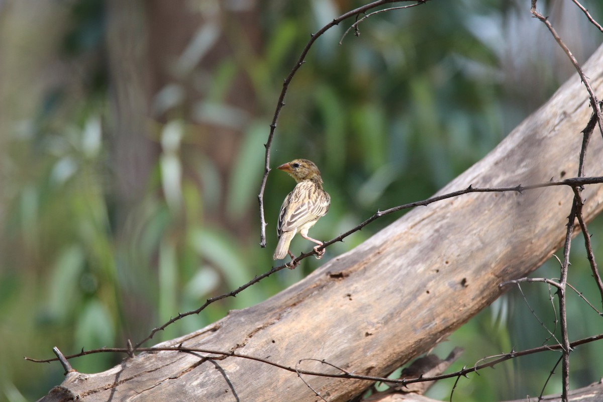 Baya Weaver - ML624024089