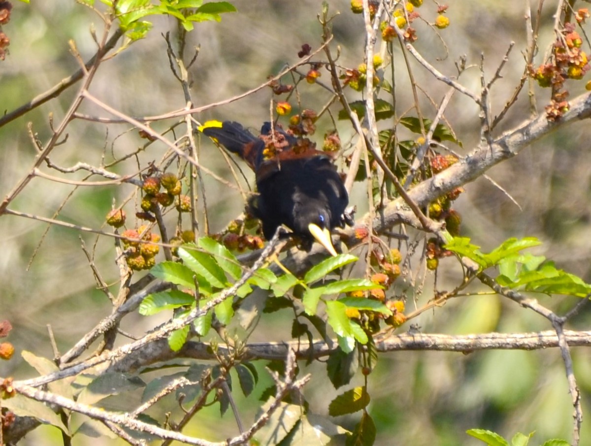 Crested Oropendola - ML624024090