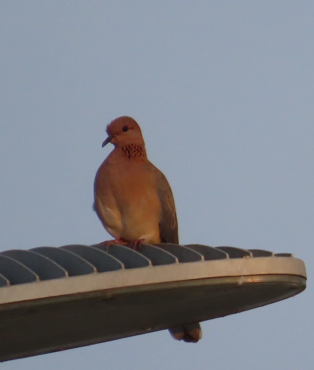 Laughing Dove - ML624024092