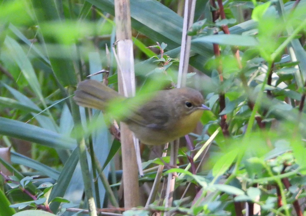 Common Yellowthroat - ML624024106