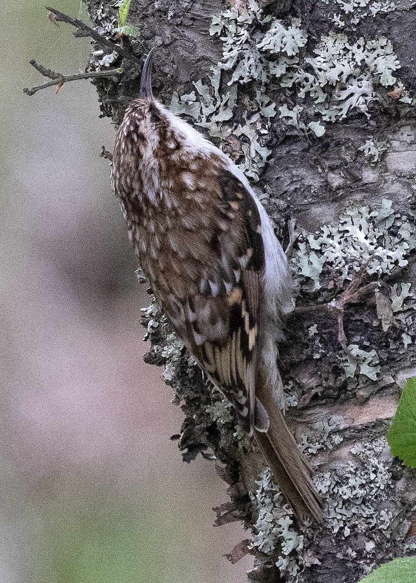 Eurasian Treecreeper - ML624024156