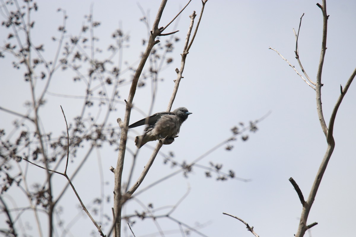 Ashy Woodswallow - ML624024160