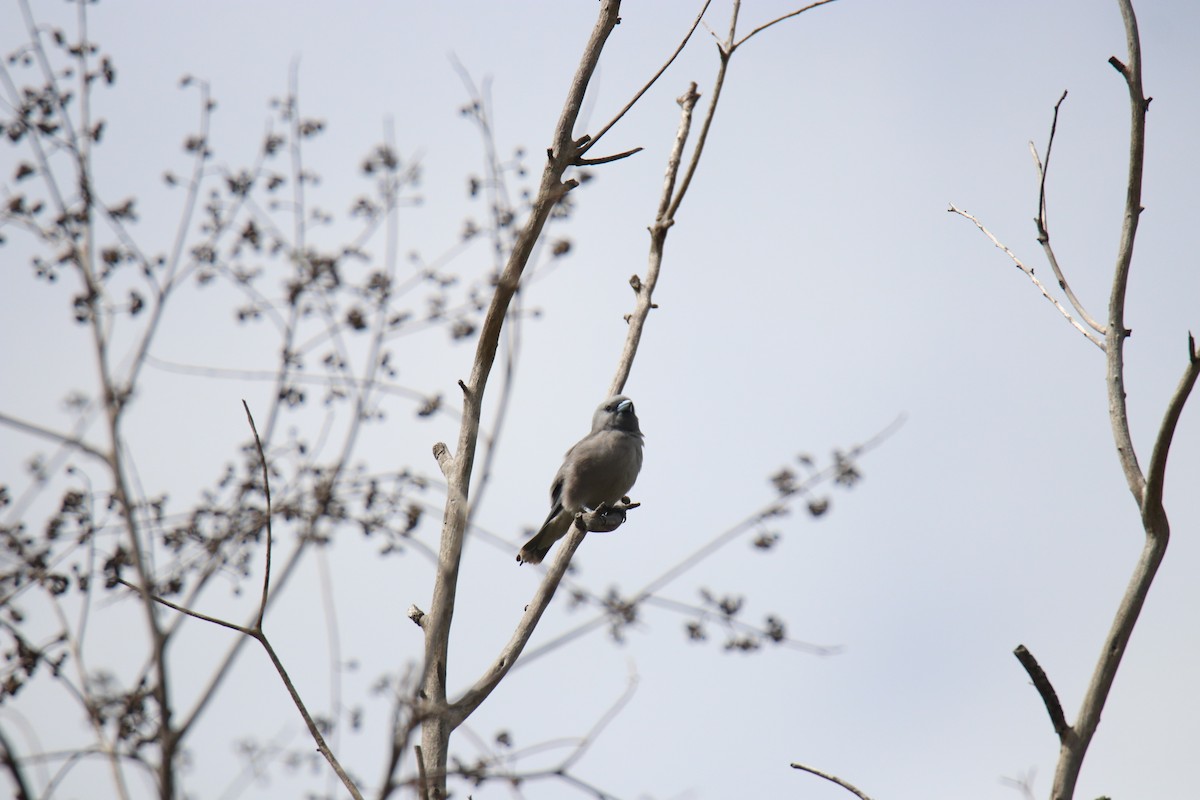 Ashy Woodswallow - ML624024168