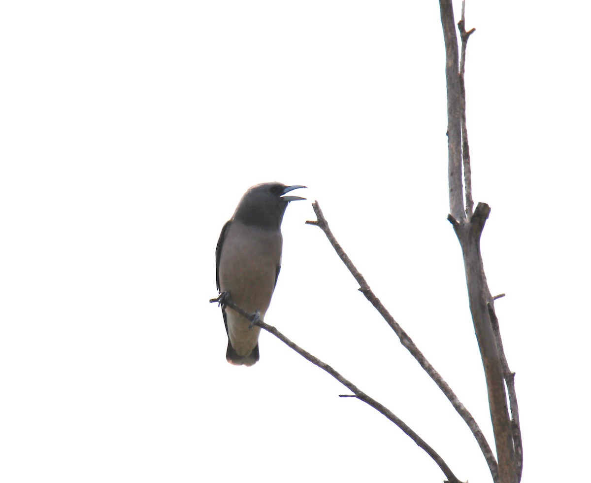 Ashy Woodswallow - ML624024188