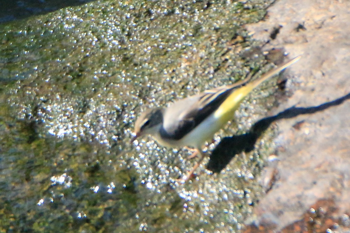 Gray Wagtail - ML624024190