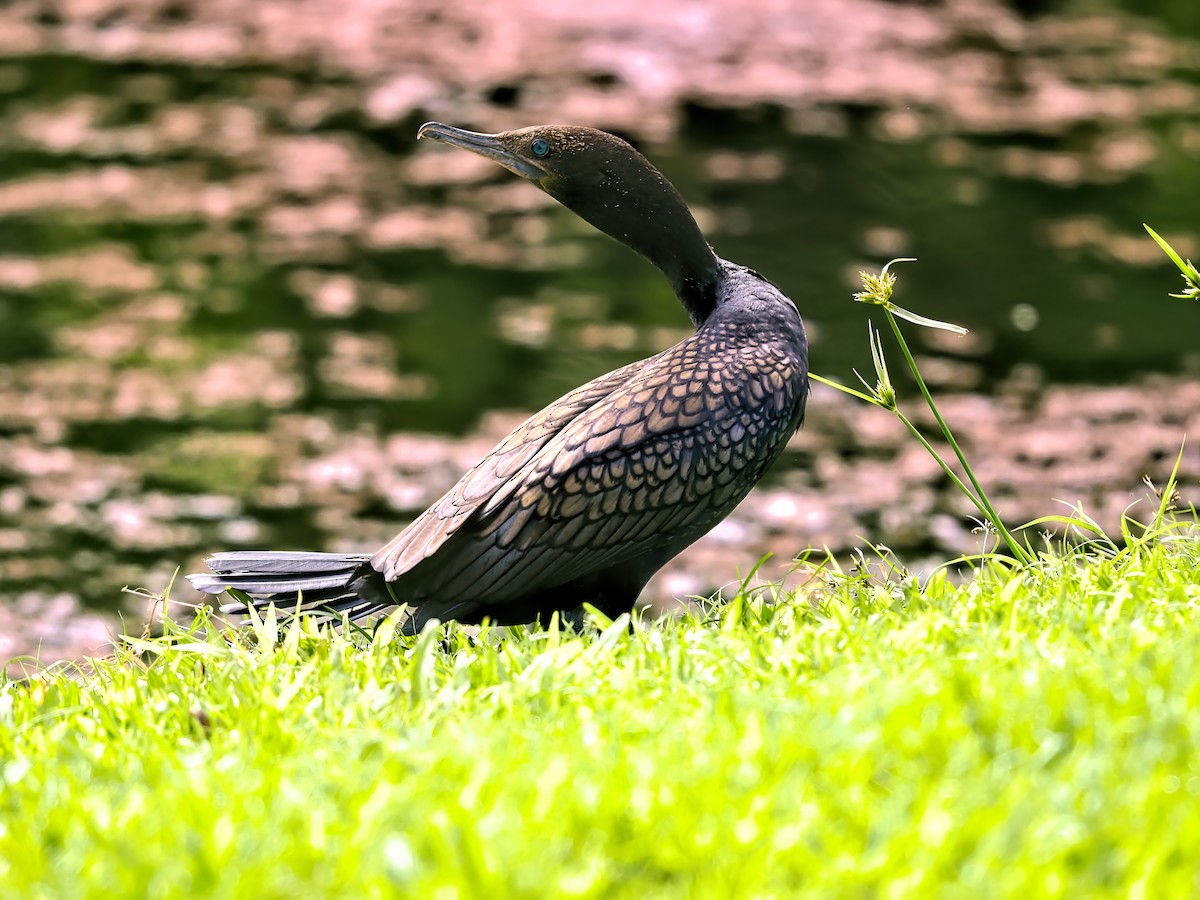 Little Black Cormorant - ML624024201