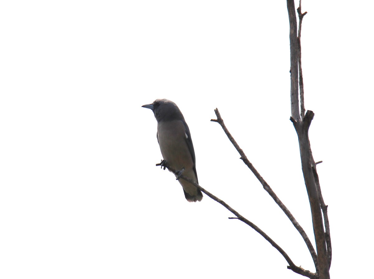 Ashy Woodswallow - ML624024207