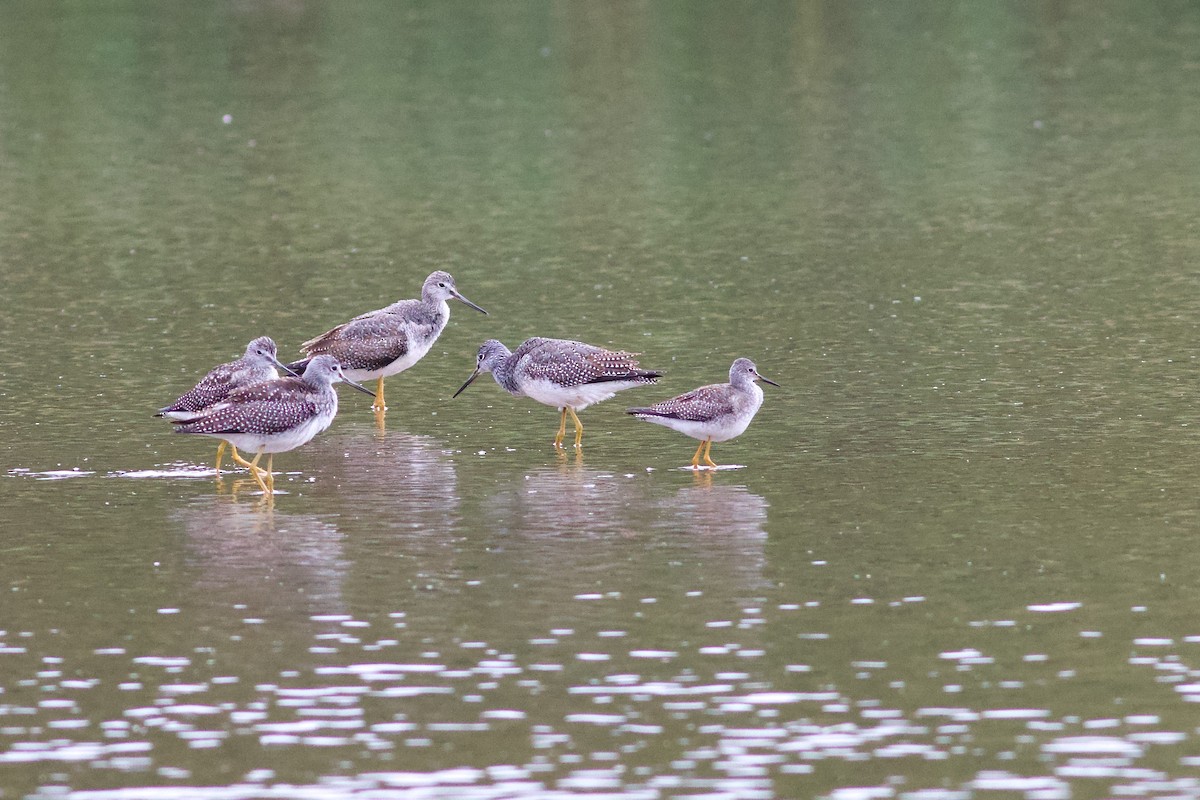 Greater Yellowlegs - ML624024215