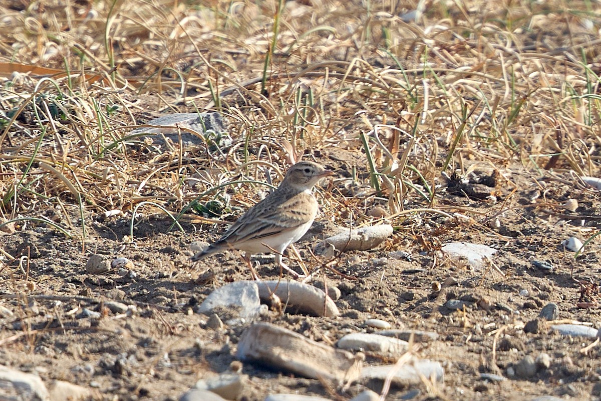 Greater Short-toed Lark - Hobby Fotograf