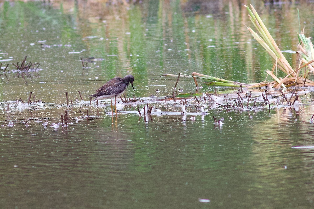 Lesser Yellowlegs - ML624024236