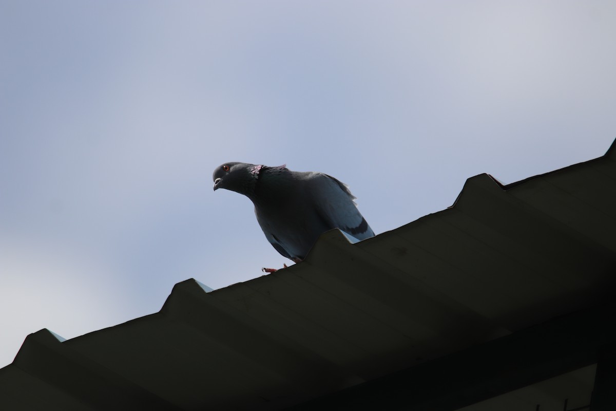 Rock Pigeon (Feral Pigeon) - Praveen H N