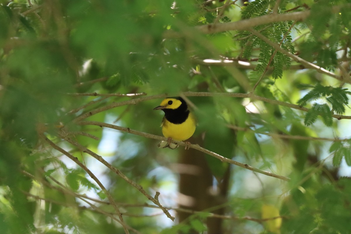 Hooded Warbler - ML624024252