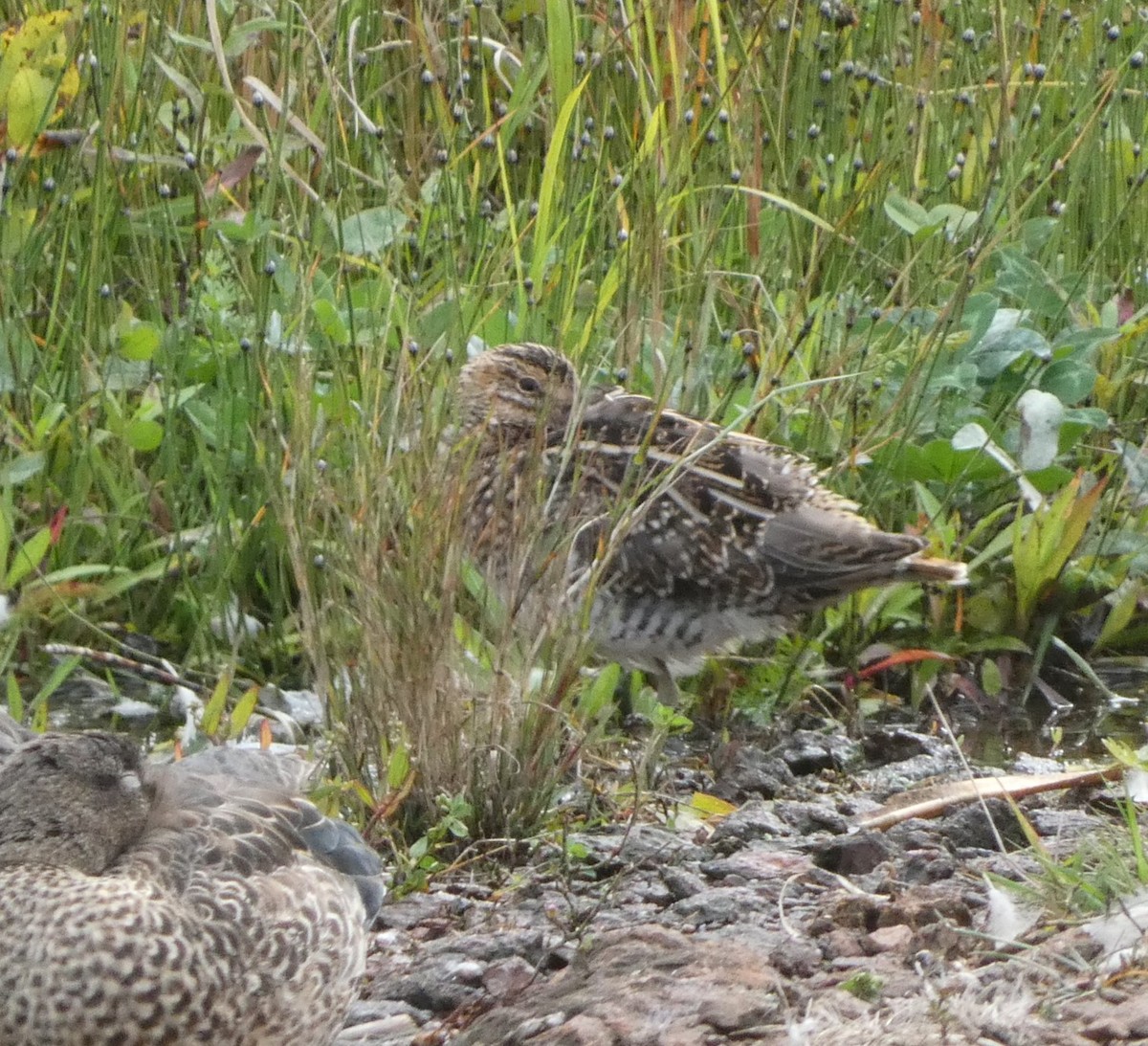 Wilson's Snipe - ML624024256