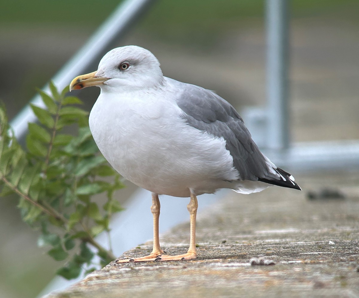 Yellow-legged Gull - ML624024257