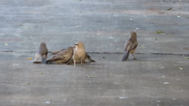 Large Gray Babbler - ML624024259