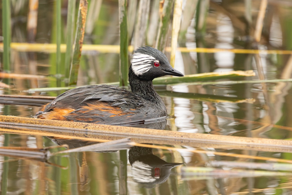 White-tufted Grebe - Ariel Cabrera Foix