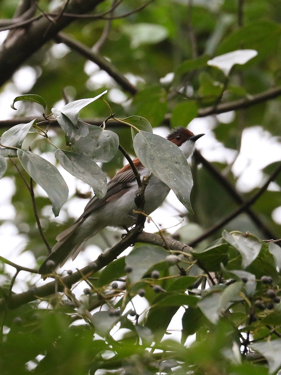 Bulbul Castaño - ML624024269