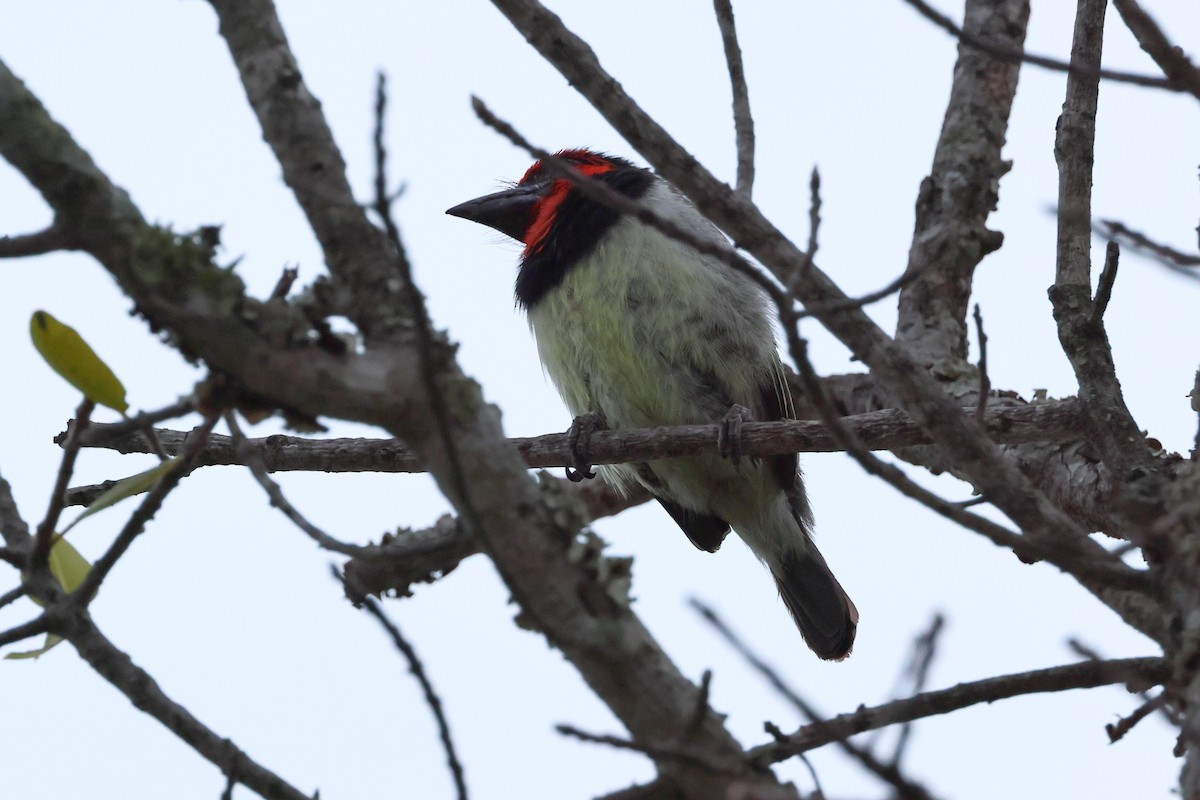 Black-collared Barbet - ML624024271