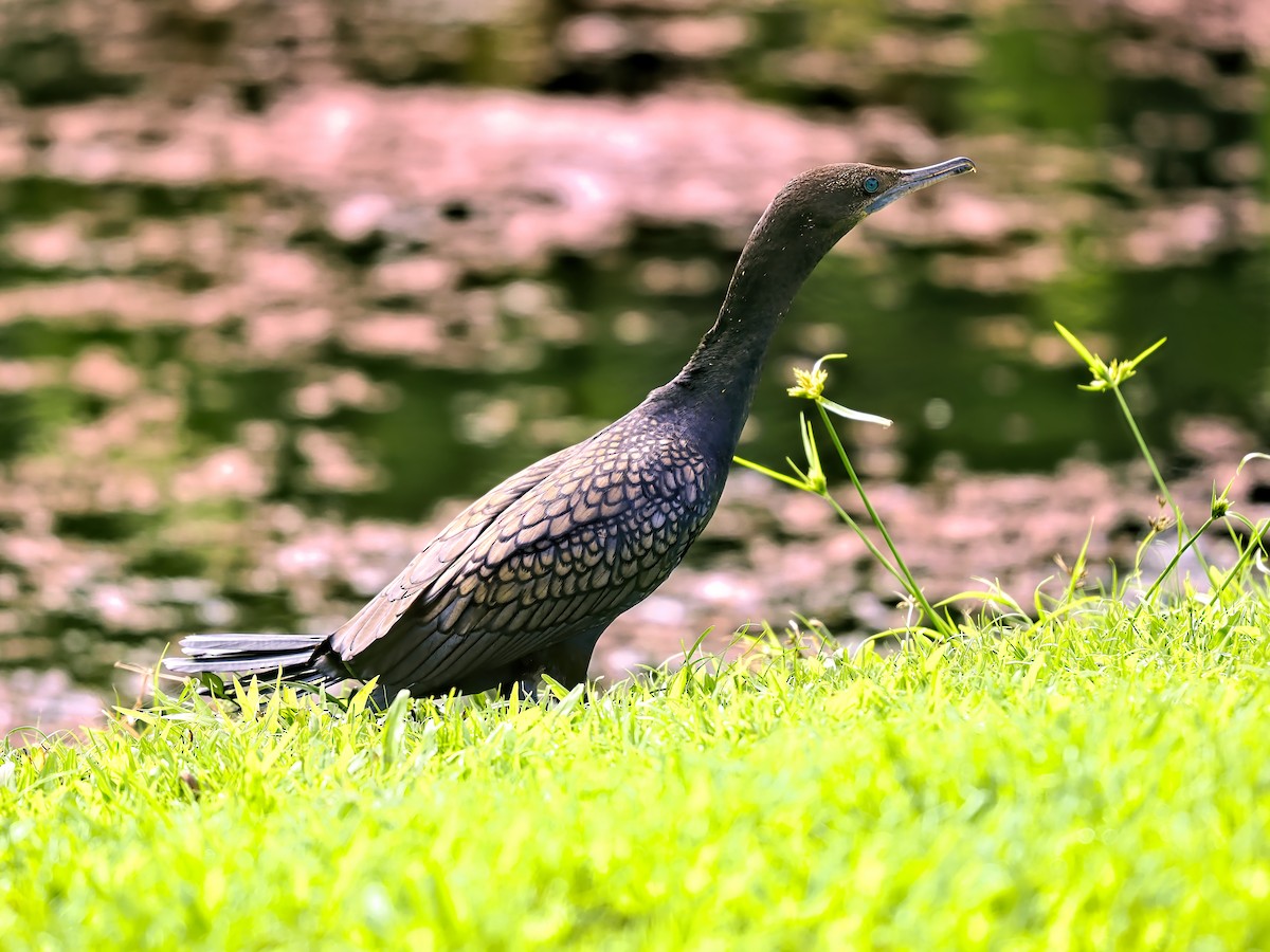 Little Black Cormorant - Len and Chris Ezzy