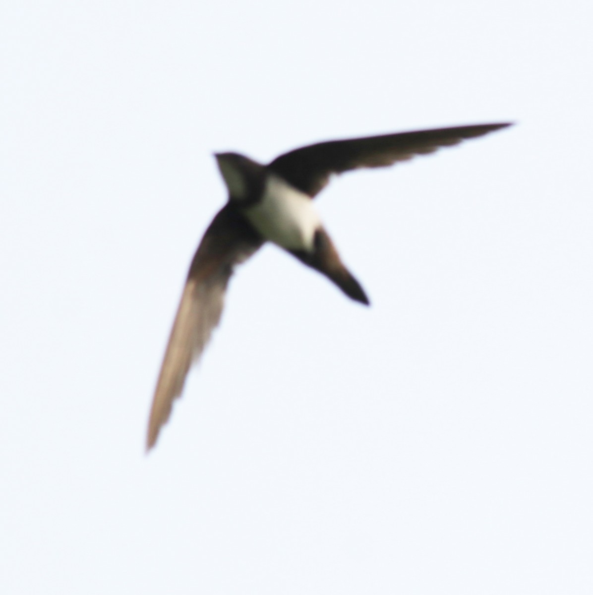 Alpine Swift - ML624024291