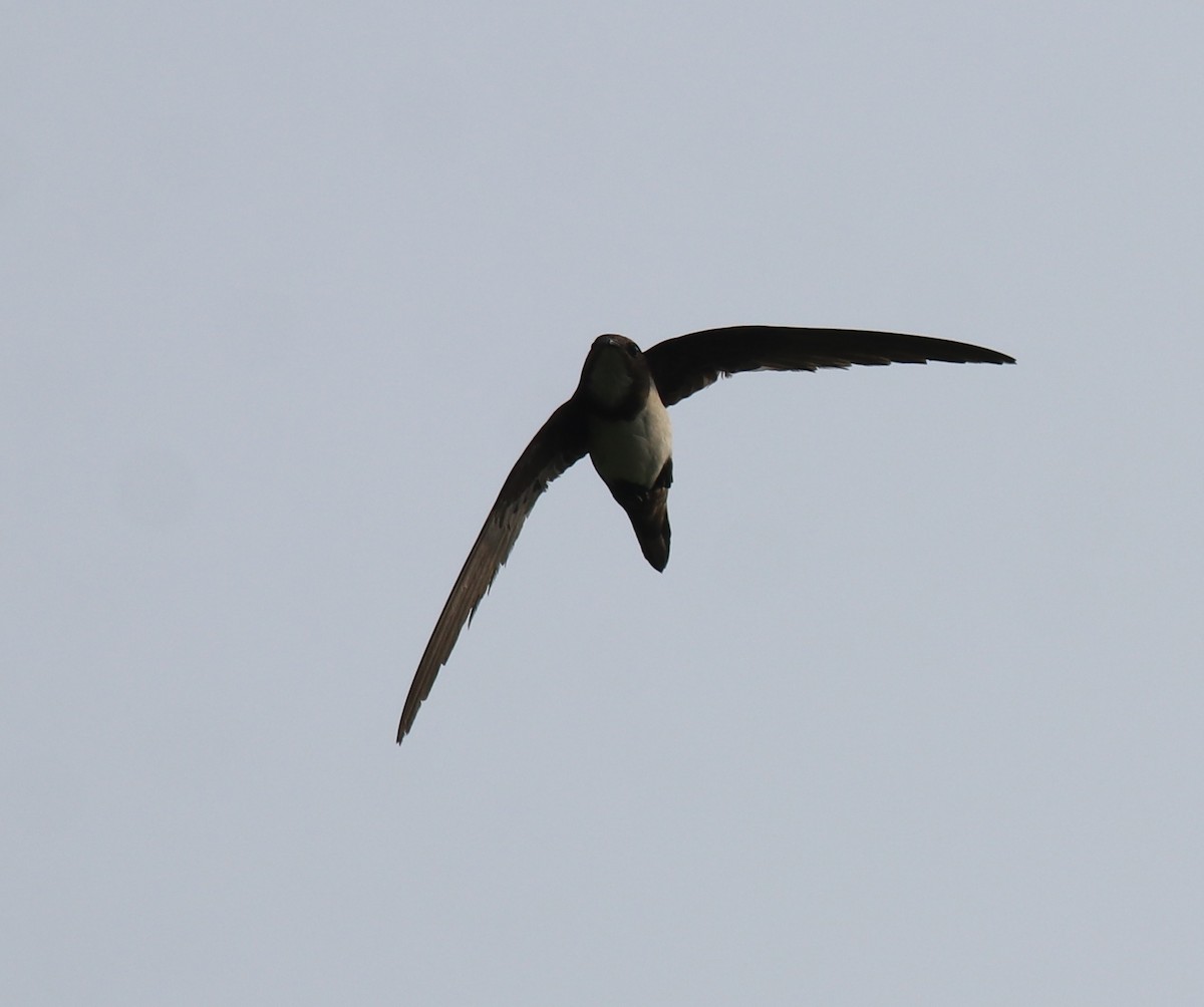 Alpine Swift - ML624024297