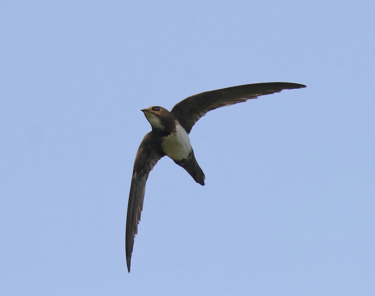 Alpine Swift - ML624024303