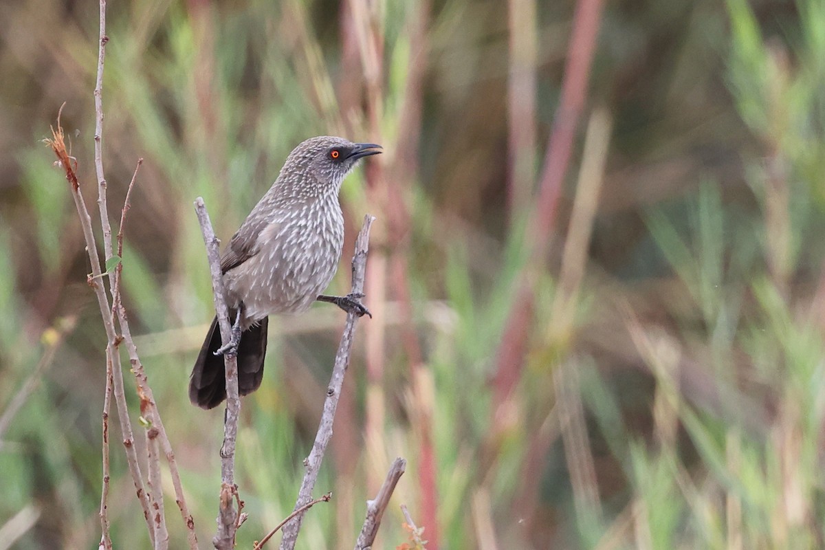 Arrow-marked Babbler - ML624024310